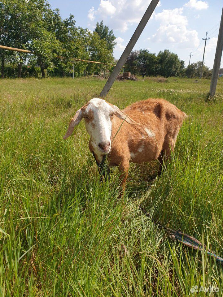 Дойные нубийские козы купить на Зозу.ру - фотография № 7