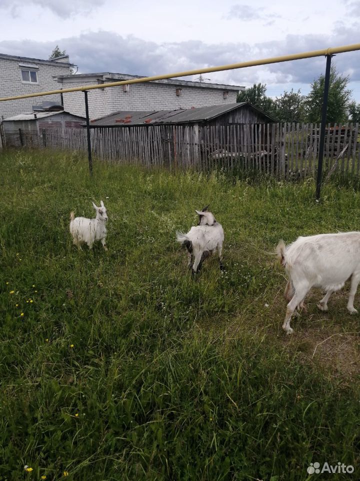 Четыре молодых козы купить на Зозу.ру - фотография № 3