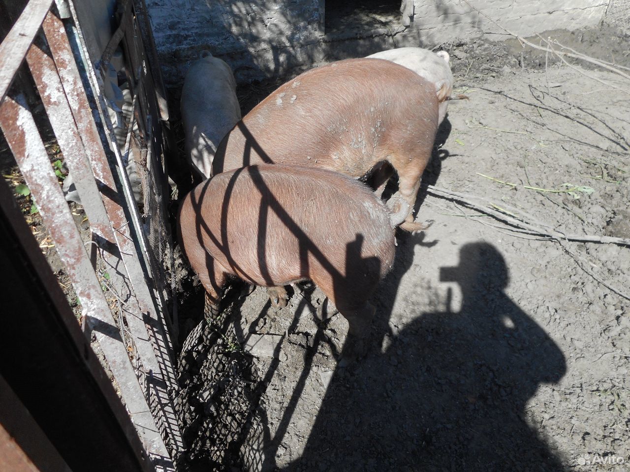 Хрячок и свинки- порода дюрок, свиньи на мясо купить на Зозу.ру - фотография № 3