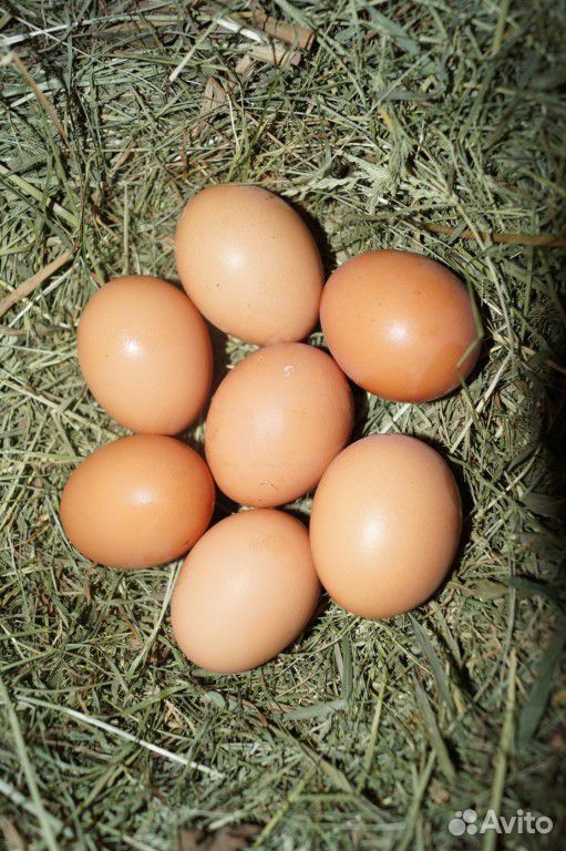 Яйцо домашнее. вкусное купить на Зозу.ру - фотография № 1