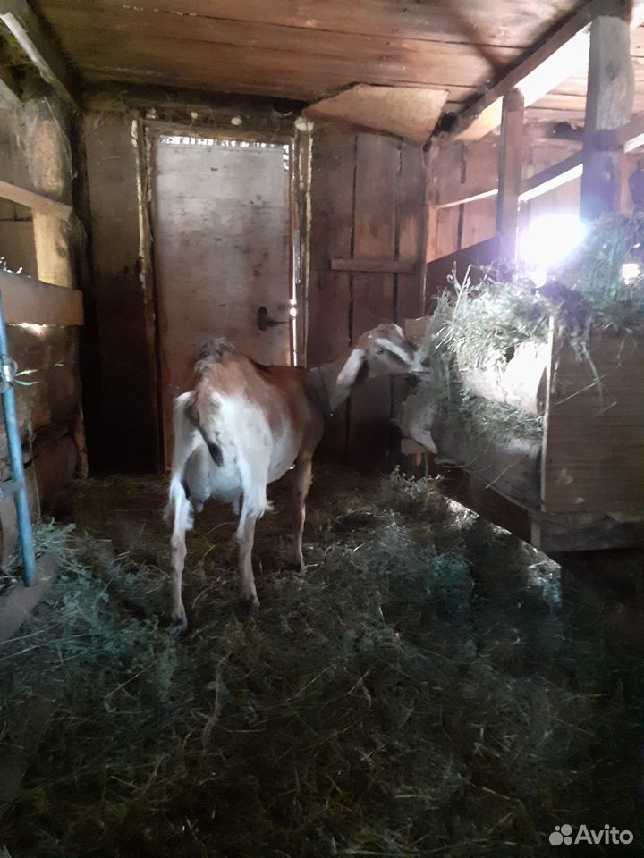 Нубийская 75 коза купить на Зозу.ру - фотография № 1