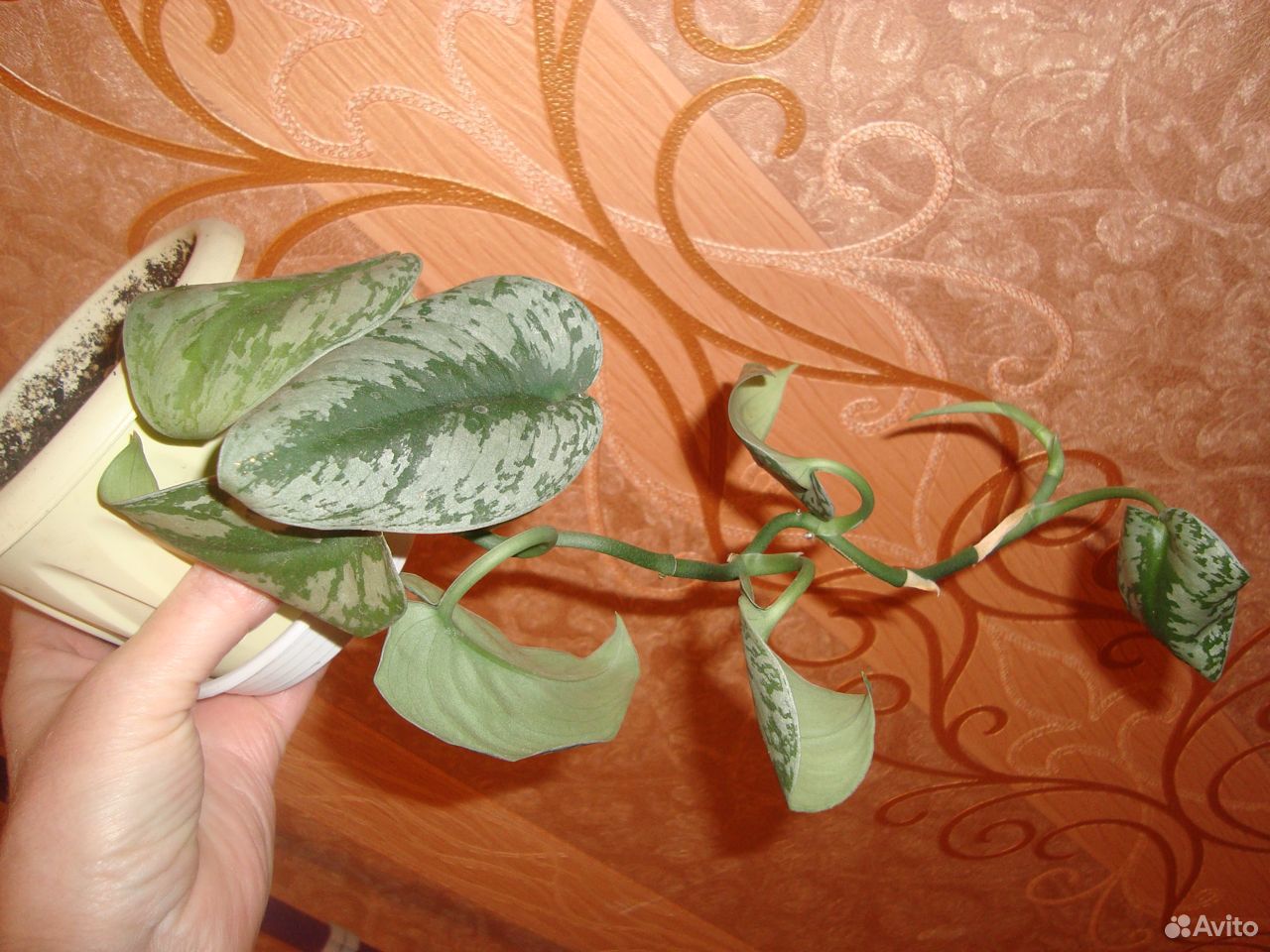 Камбрия и другие растения купить на Зозу.ру - фотография № 6