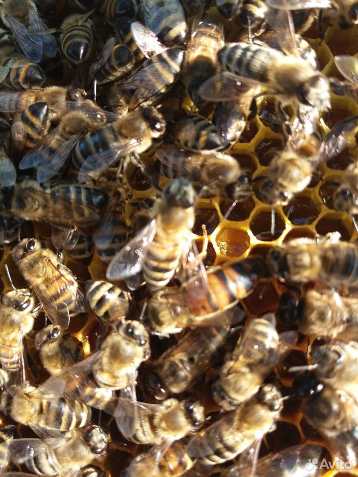 Пчелы отводки матки купить на Зозу.ру - фотография № 5
