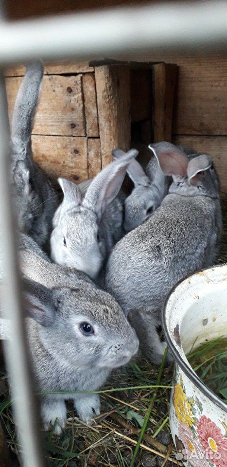 Кролик,мама курица и цыплята купить на Зозу.ру - фотография № 1