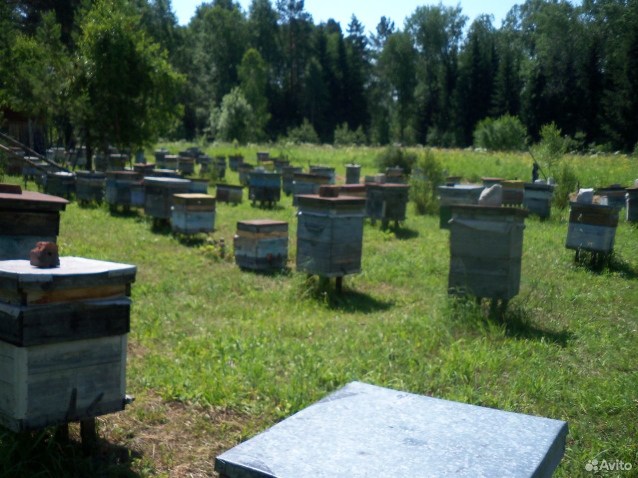 Перга пчелиная купить на Зозу.ру - фотография № 3