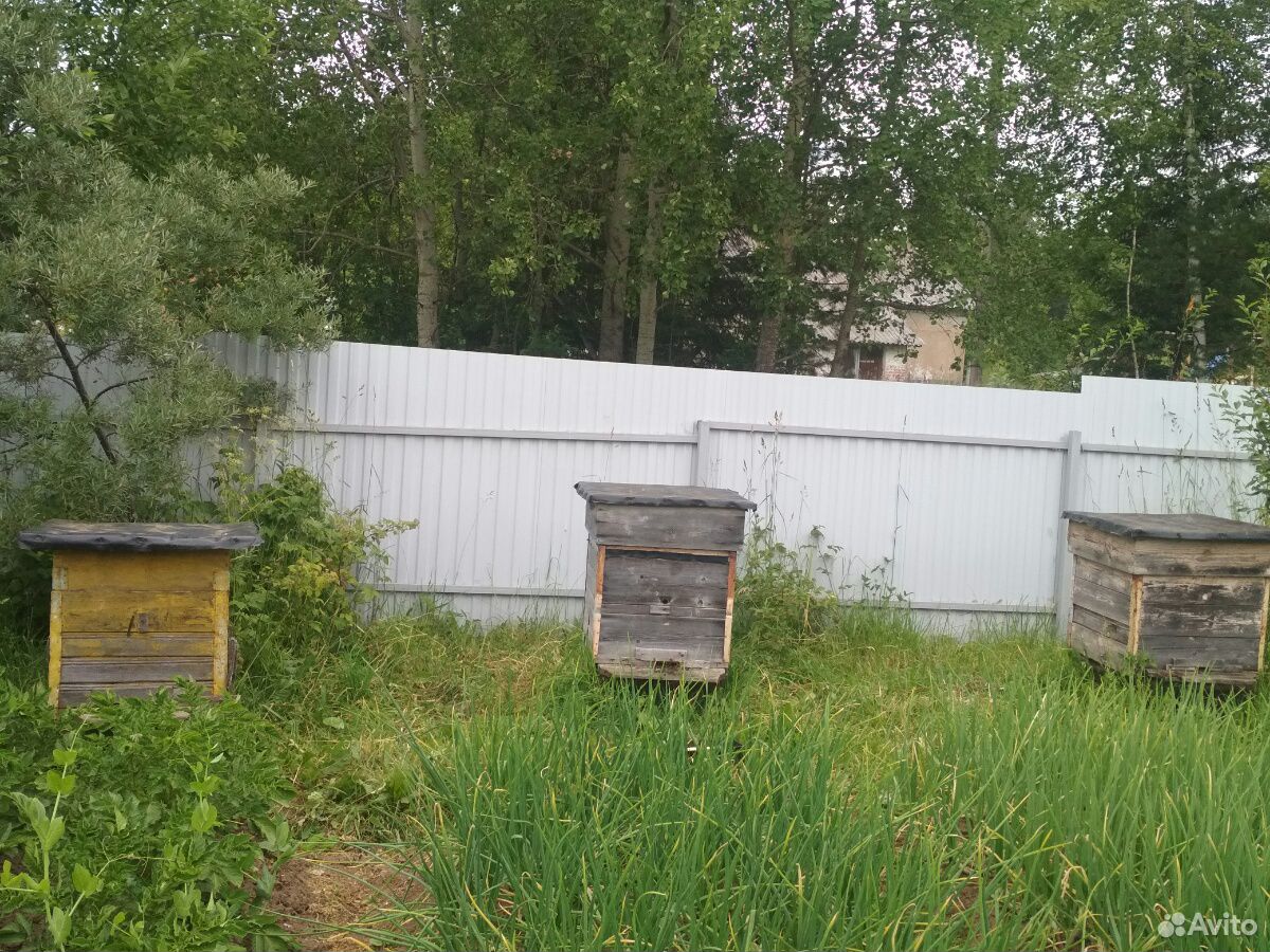 Улей,пчелосемьи купить на Зозу.ру - фотография № 1