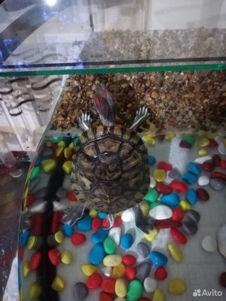 Продам красноухую черепаху (мальчик) купить на Зозу.ру - фотография № 4