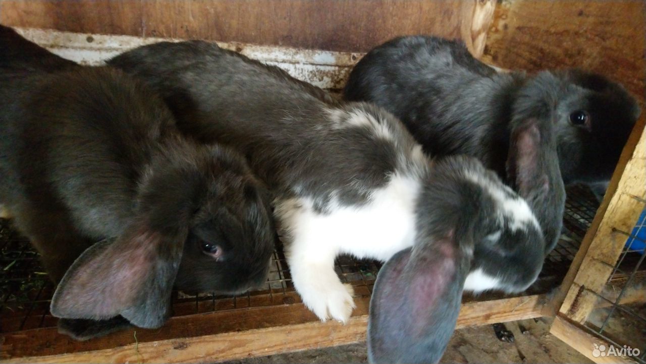 Продажа живых кроликов купить на Зозу.ру - фотография № 5