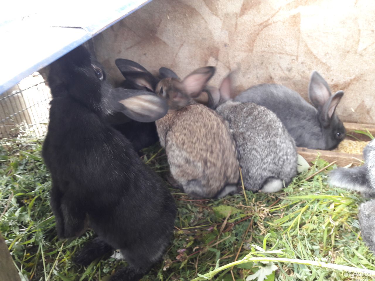 Кролики вырастают до 5кг купить на Зозу.ру - фотография № 4