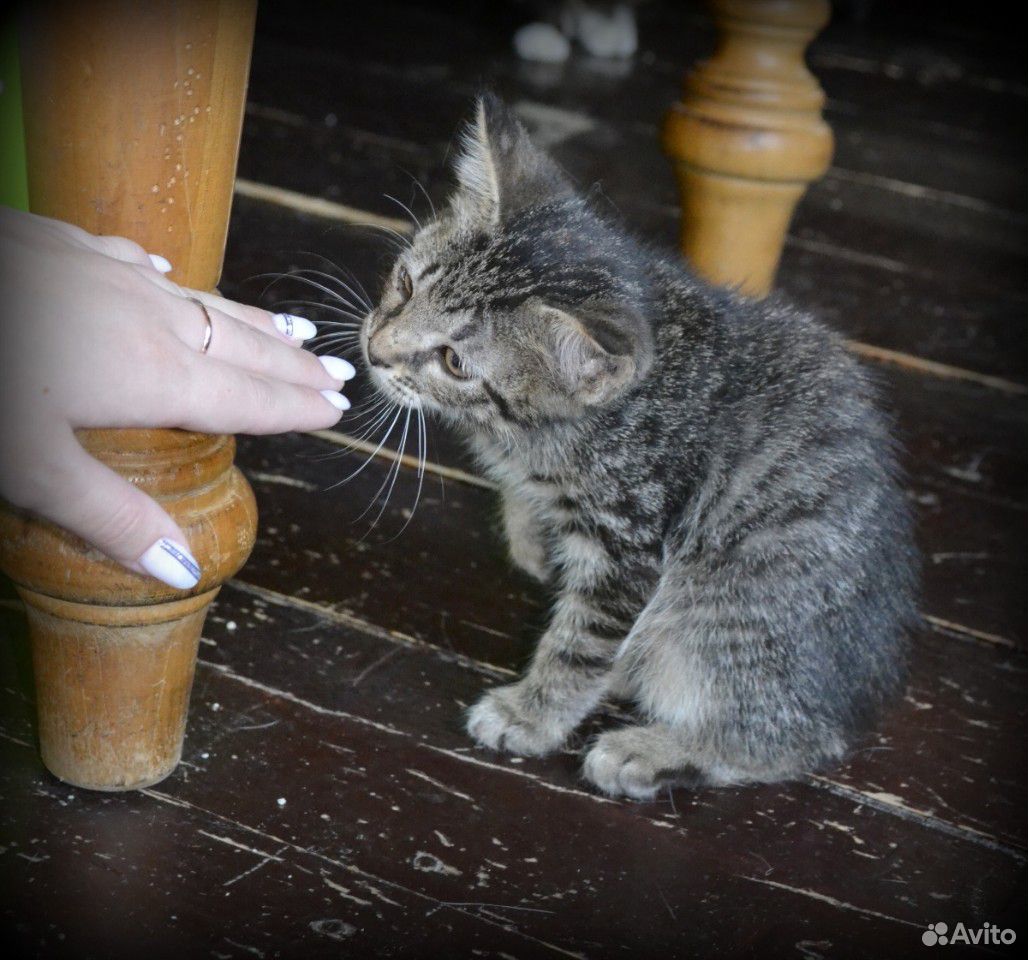 Котятки до 2х месяцев в хорошие руки купить на Зозу.ру - фотография № 2