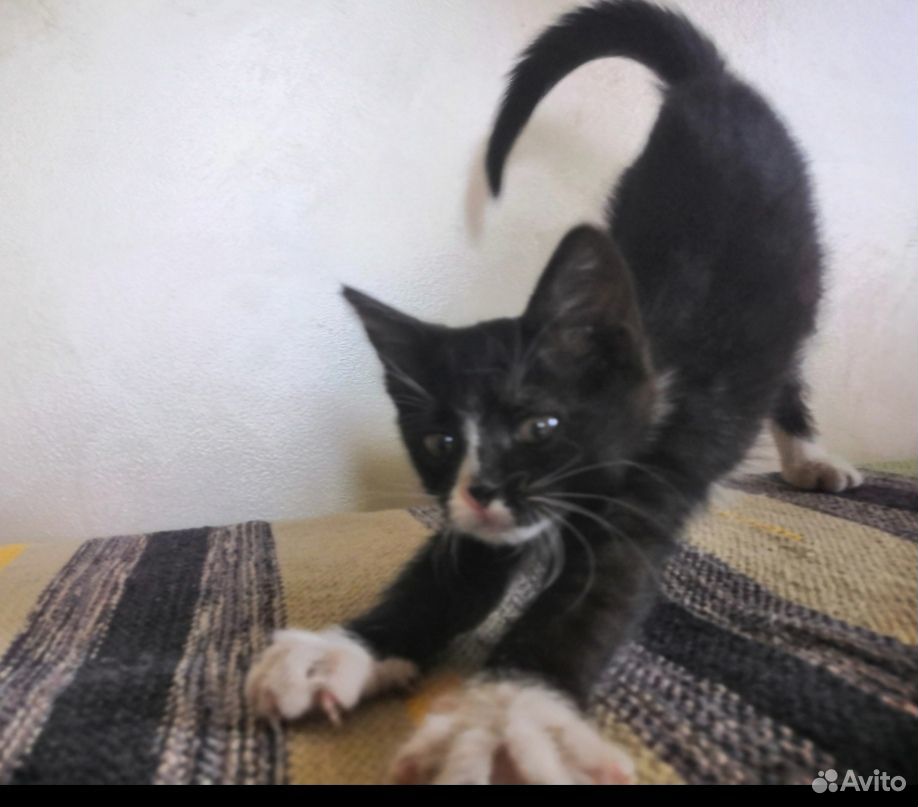 Котёнок серый и черно-белый купить на Зозу.ру - фотография № 3