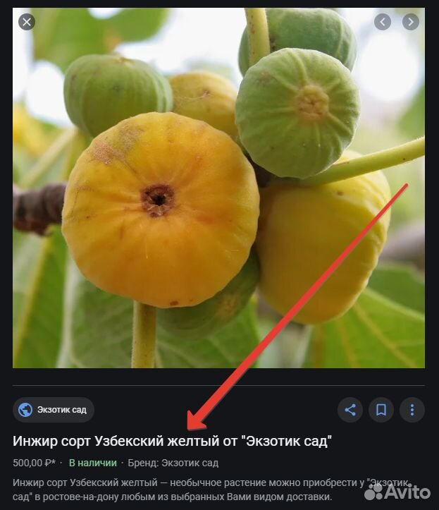 Красный Инжир Фото