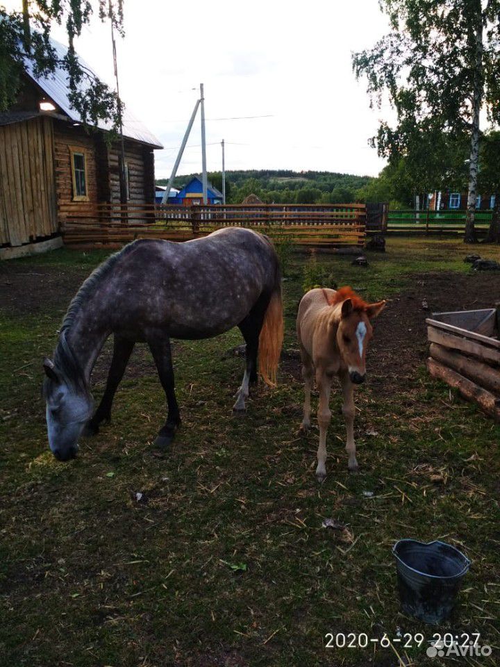 Лошадки купить на Зозу.ру - фотография № 3