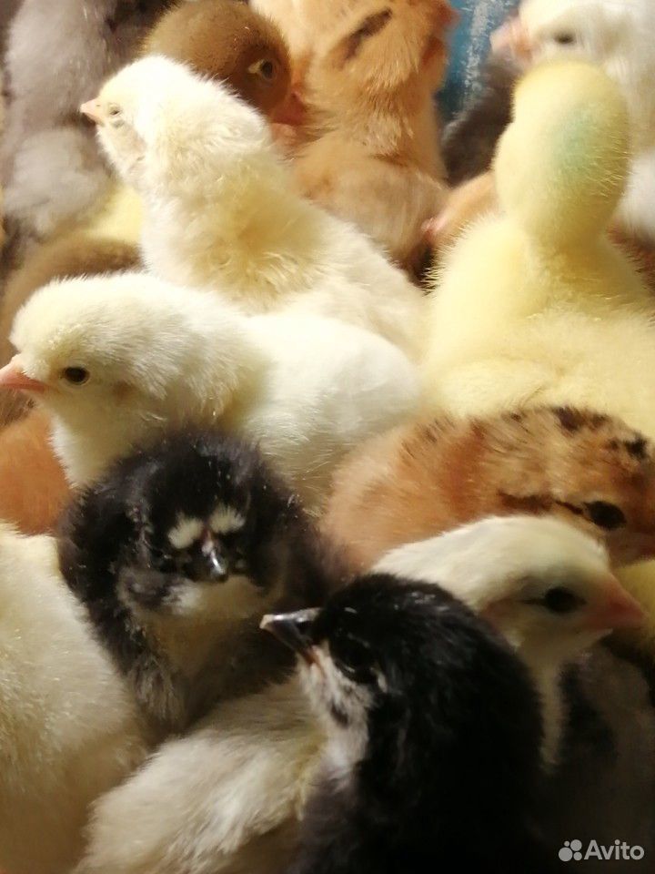 Цыплята домашние купить на Зозу.ру - фотография № 3