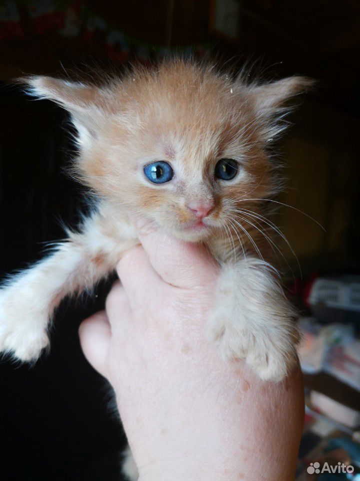 Мейн-кун полидакт, кот купить на Зозу.ру - фотография № 5