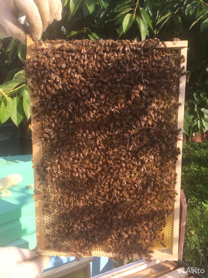 Пчелосемьи /Отводки купить на Зозу.ру - фотография № 2