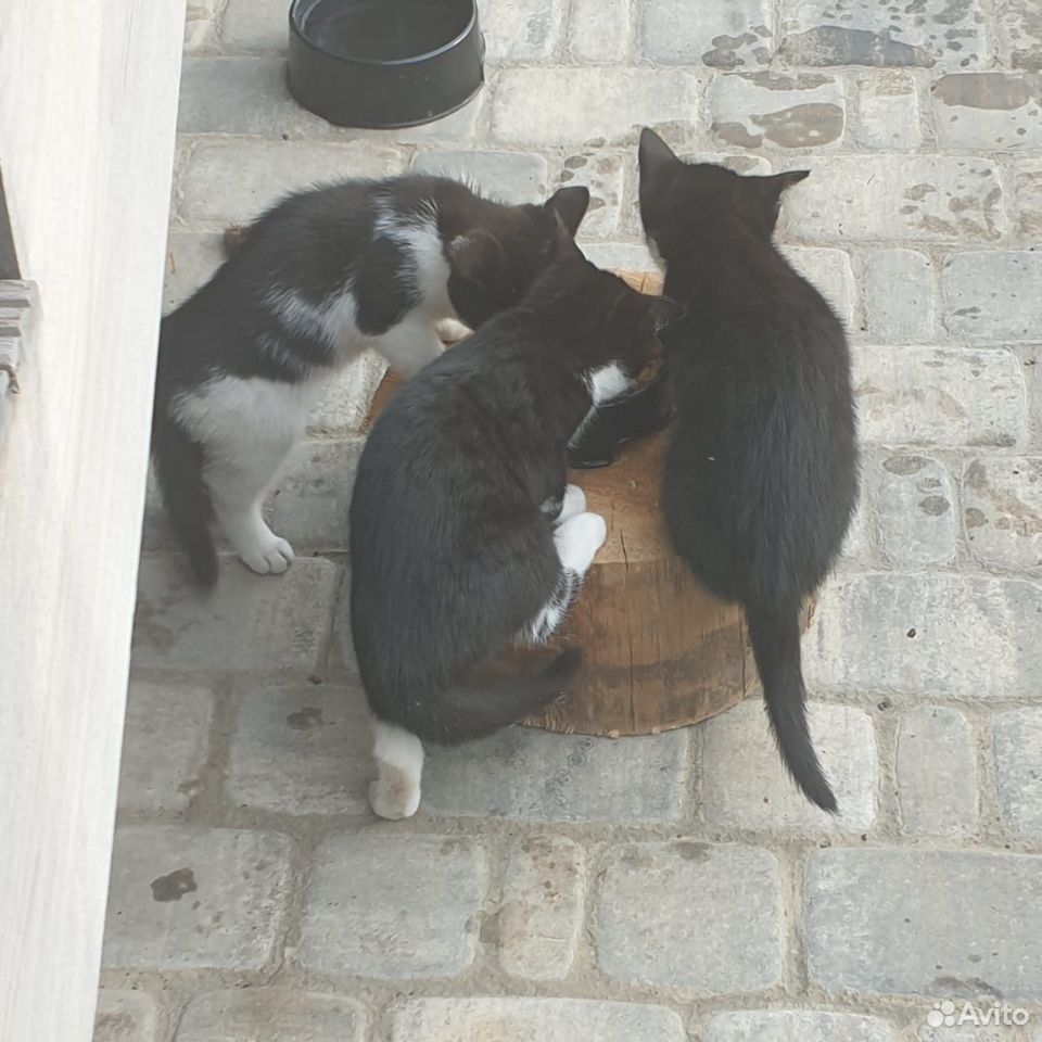 Три котенка петербурской гладкошерстной кошки купить на Зозу.ру - фотография № 2