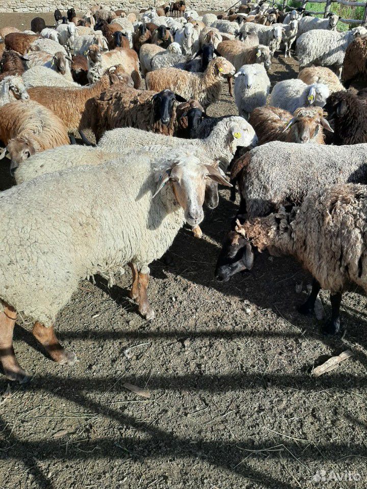 Овцы молодняк купить на Зозу.ру - фотография № 2