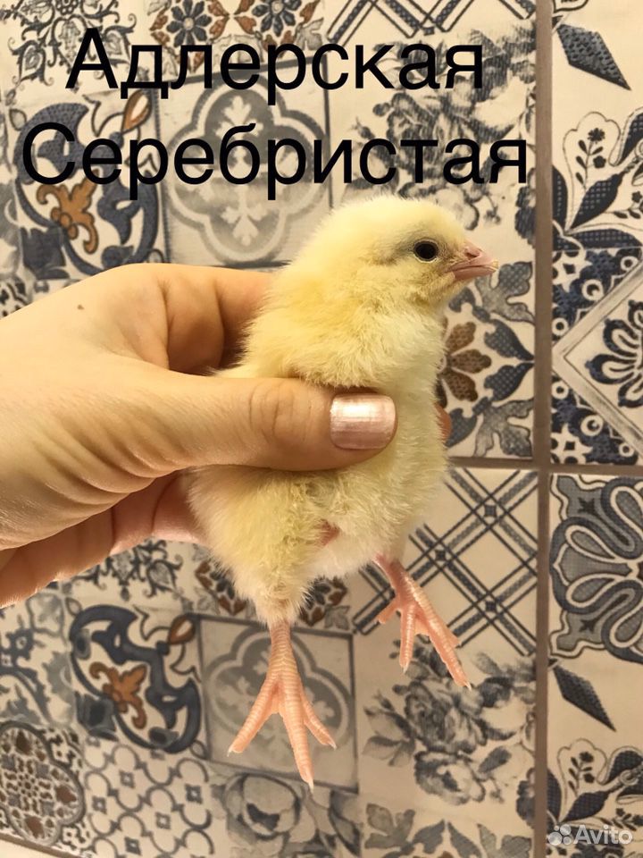 Цыплята Адлерская Серебристая купить на Зозу.ру - фотография № 2