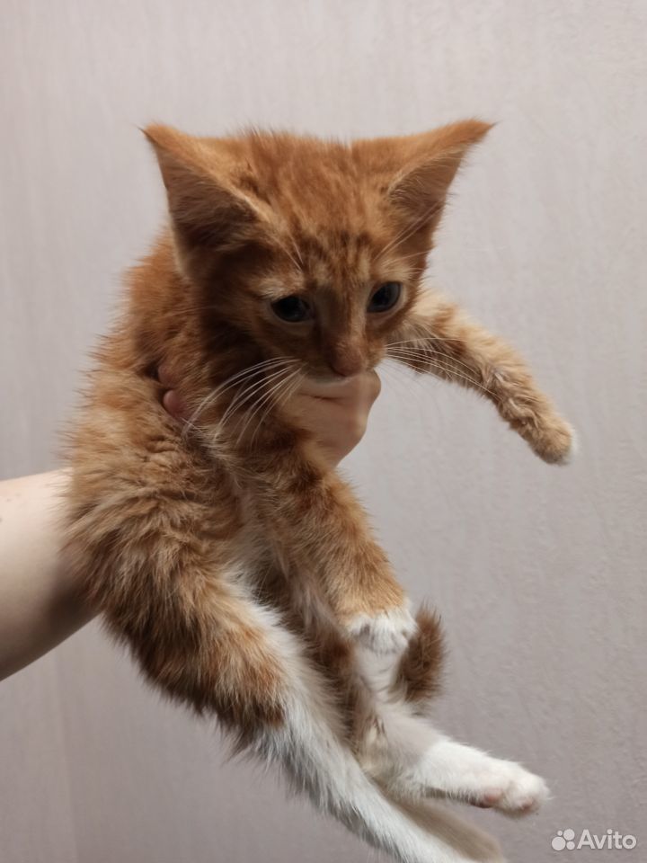Рыжий котенок в дар купить на Зозу.ру - фотография № 5