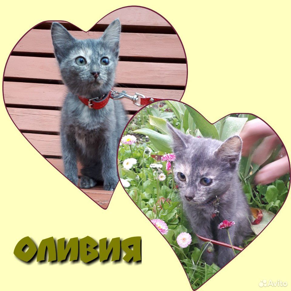 Котеночек, 3 месяца купить на Зозу.ру - фотография № 1