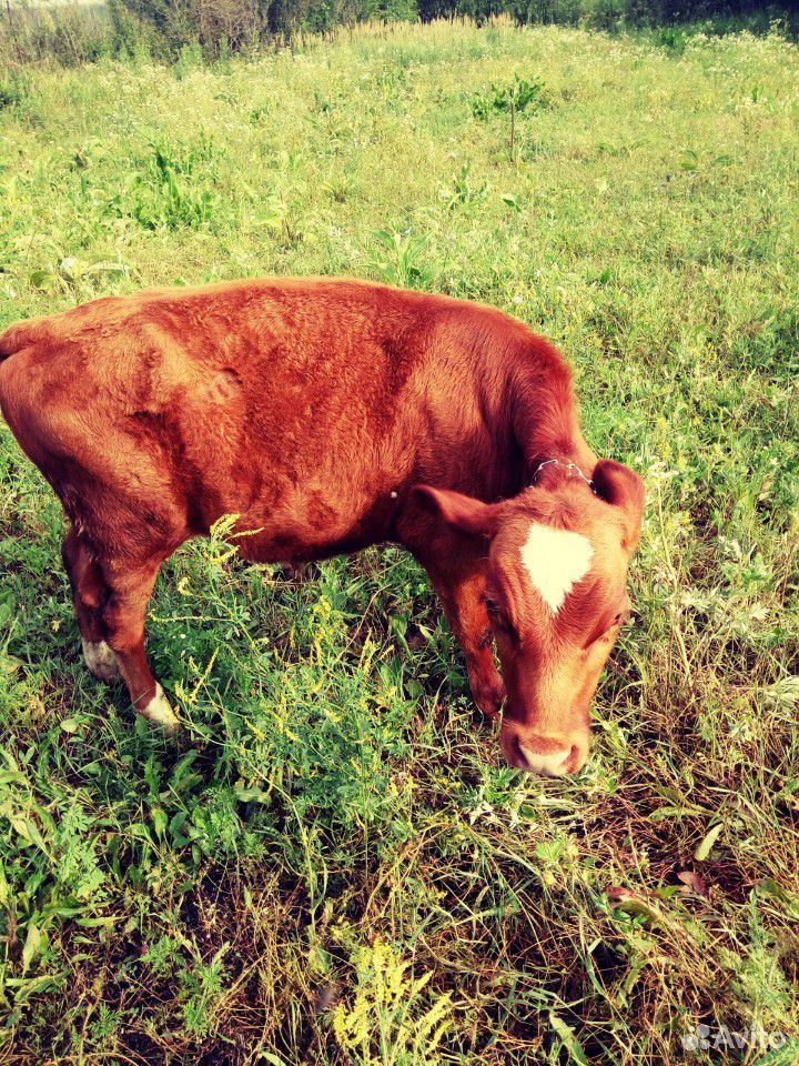 Корова и бычок купить на Зозу.ру - фотография № 5