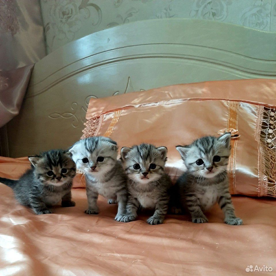Коты купить на Зозу.ру - фотография № 1