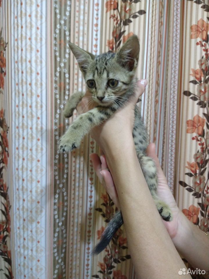 Котята в добрые руки купить на Зозу.ру - фотография № 1