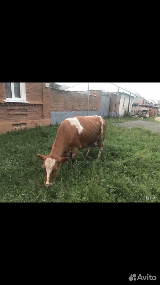 Корова на убой купить на Зозу.ру - фотография № 4
