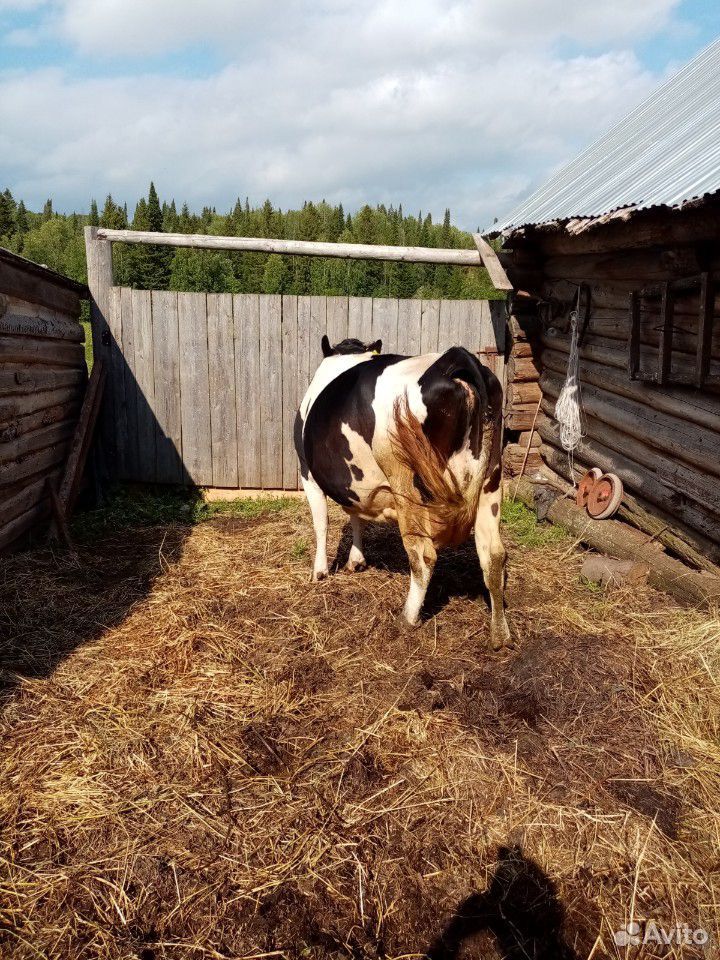 Корова, 2 быка, бычки купить на Зозу.ру - фотография № 4