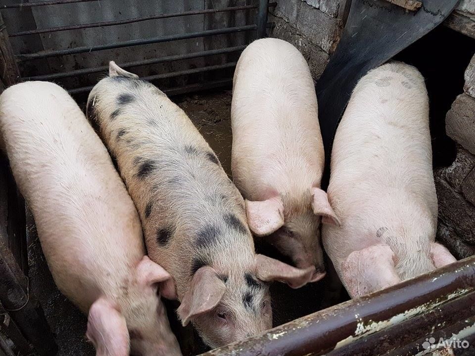 Авито продажа свиней. Район поросята.. Свиноводство в Пензе. Курские свиньи. Авито поросята.