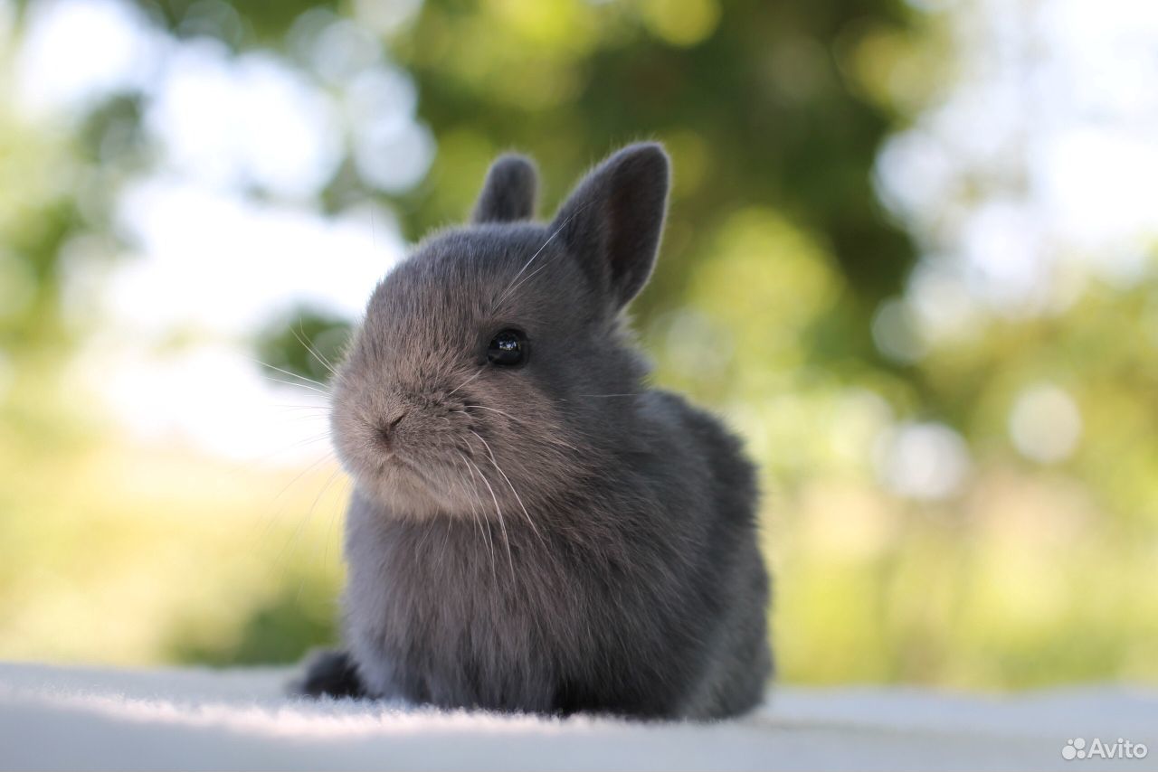 Карликовые кролики купить на Зозу.ру - фотография № 1