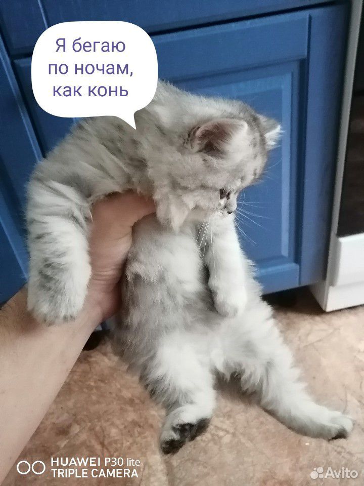 Котики купить на Зозу.ру - фотография № 3