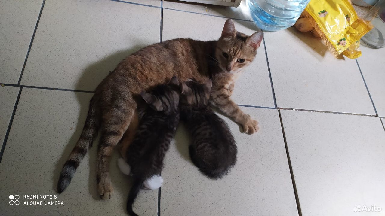 Котята ищут семью,рождены 19 мая купить на Зозу.ру - фотография № 4