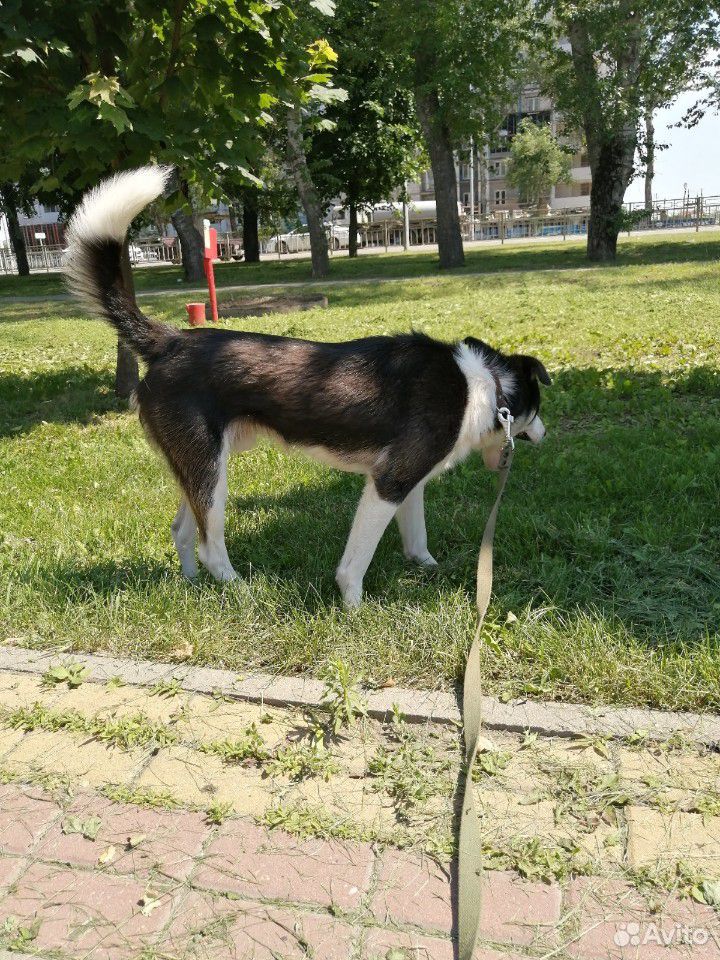 Пёс - друг, товарищ, напарник купить на Зозу.ру - фотография № 5