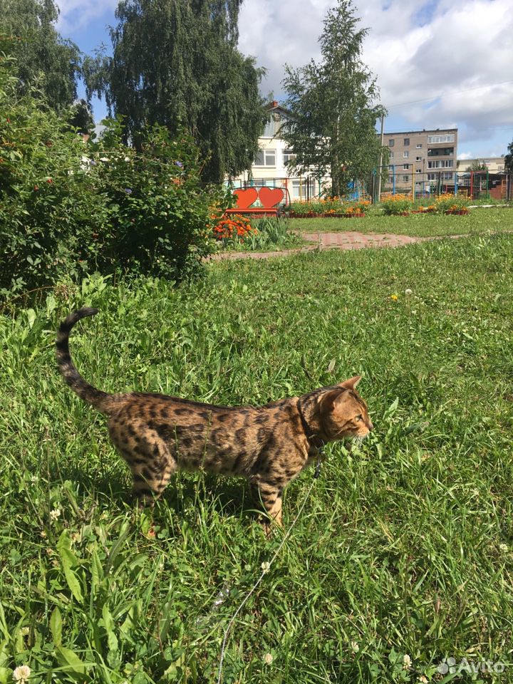 Бенгальский кот приглашает на Вязку купить на Зозу.ру - фотография № 2