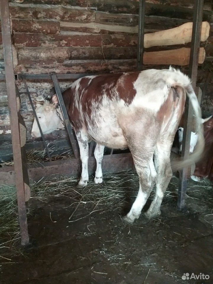 Продам 2-х телок возраст 1 год на корову породы си купить на Зозу.ру - фотография № 4