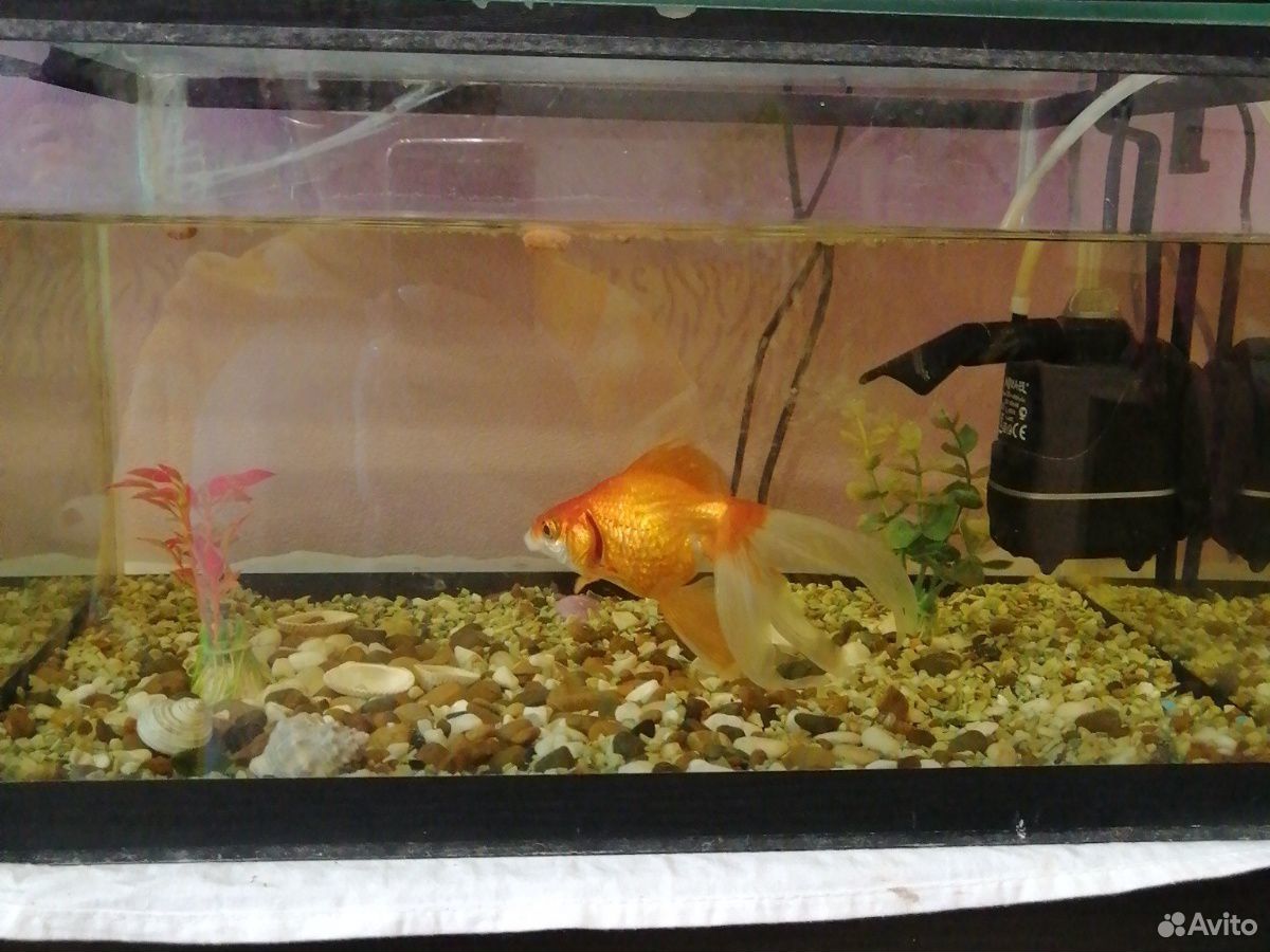 Золотая рыбка с аквариумом купить на Зозу.ру - фотография № 3