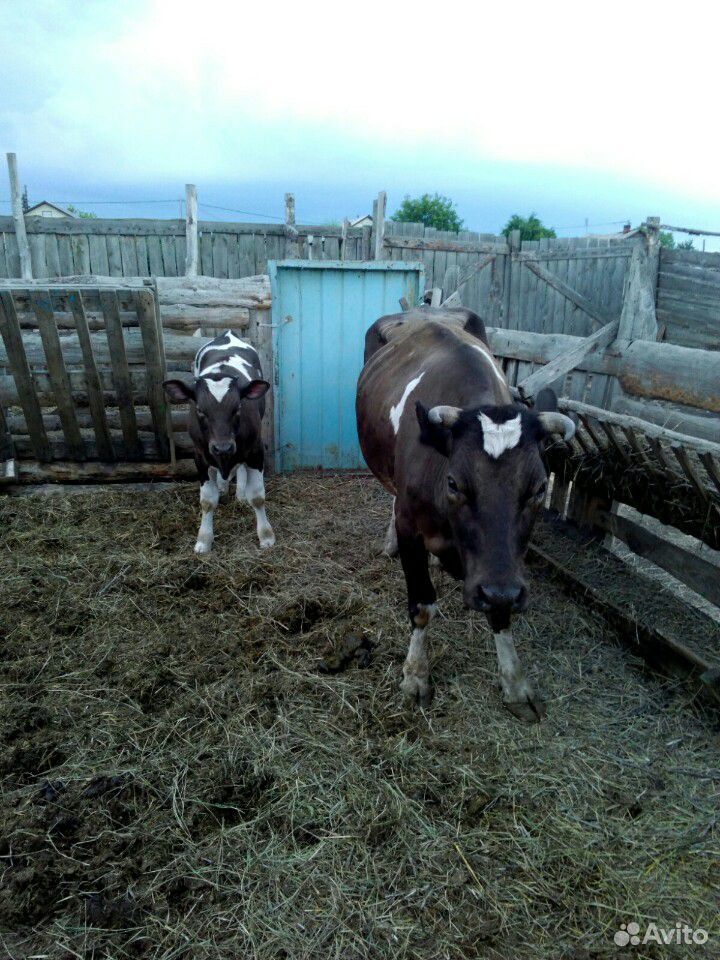 Корова с 5-и месячным подсосным теленком купить на Зозу.ру - фотография № 2