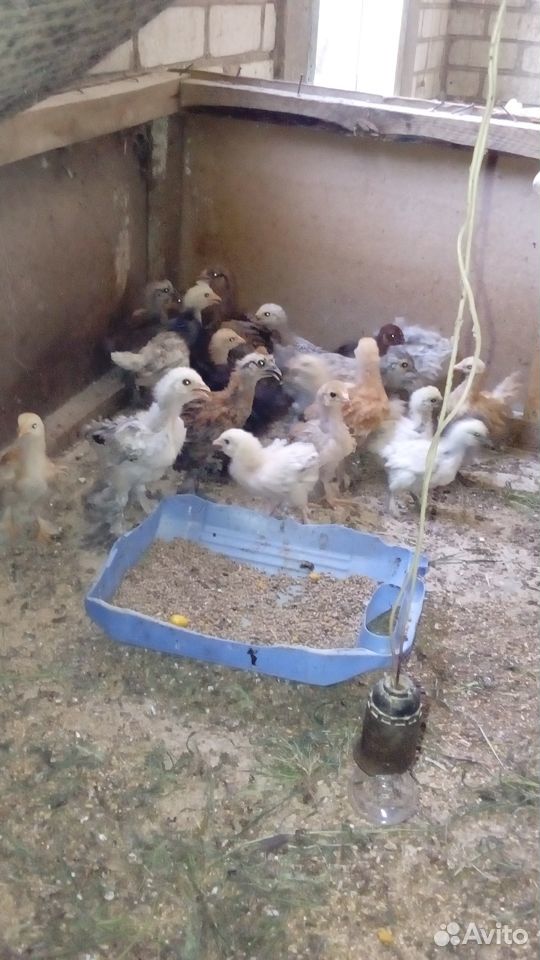 Продаю цыплят разных пород купить на Зозу.ру - фотография № 1