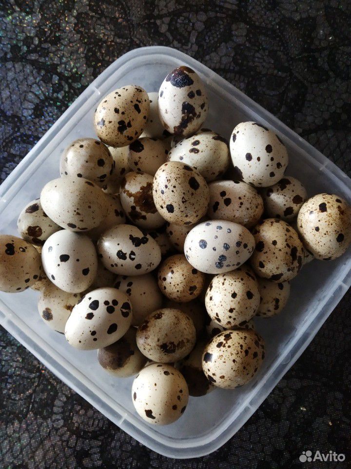 Яйца перепелиные купить на Зозу.ру - фотография № 1
