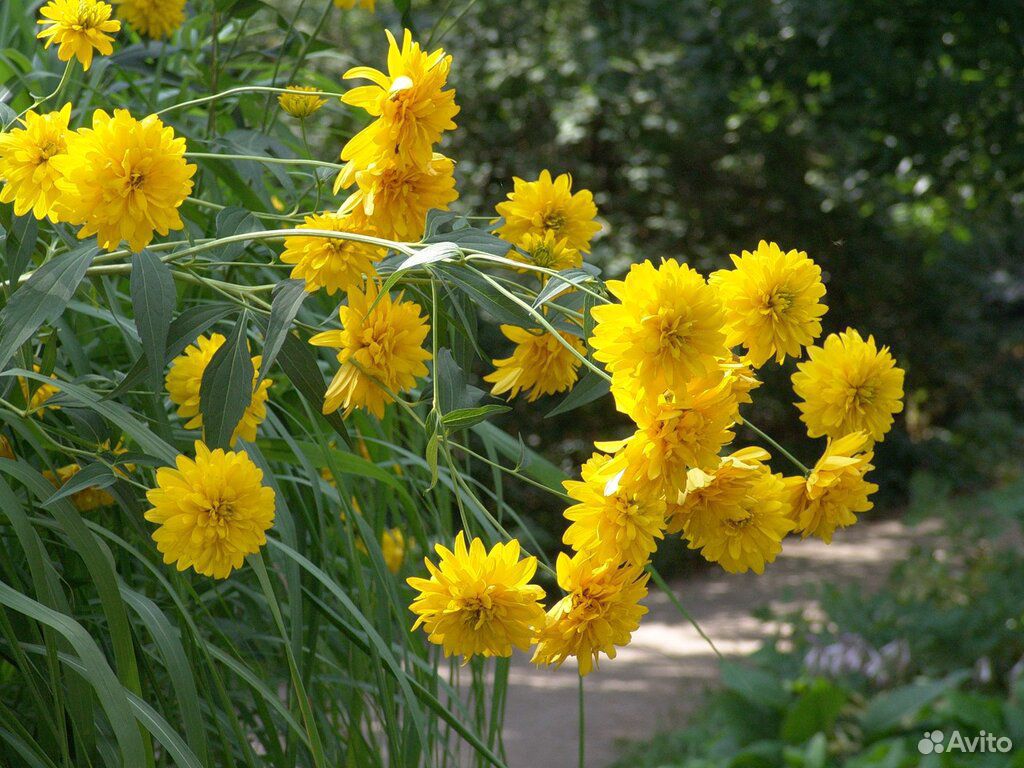 Многолетние цветы купить на Зозу.ру - фотография № 6