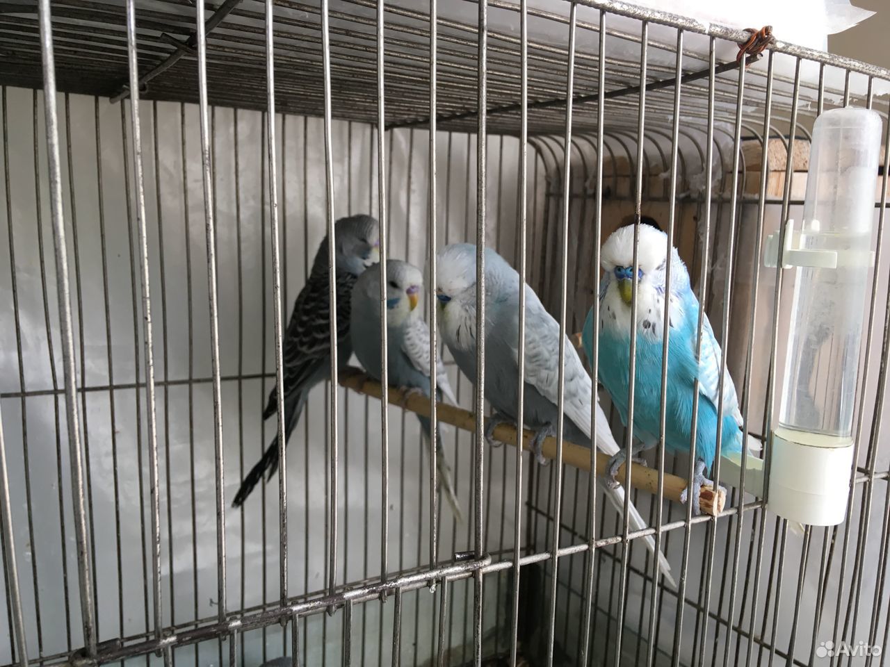 Волнистые выставочные попугаи купить на Зозу.ру - фотография № 2