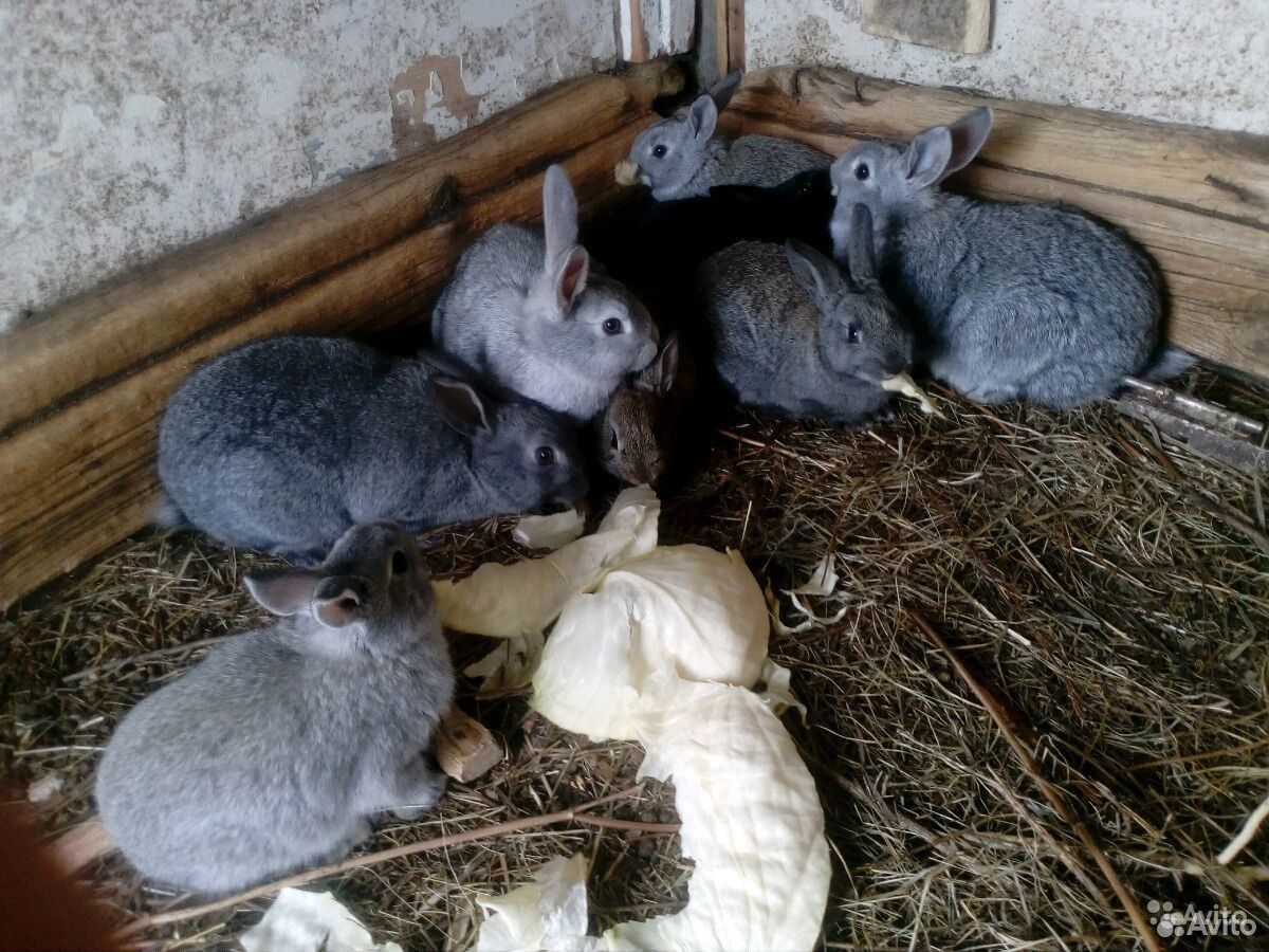 Продам кроликов мясных пород купить на Зозу.ру - фотография № 1