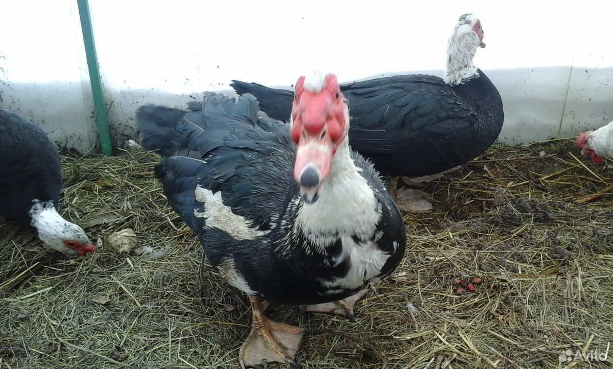 Индоутки (Мускусные утки) купить на Зозу.ру - фотография № 2