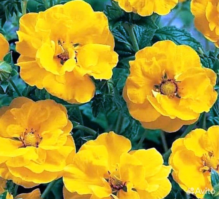 Многолетние цветы для вашего сада купить на Зозу.ру - фотография № 3