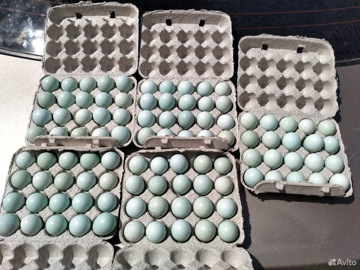 Яйцо перепелиное диетическое купить на Зозу.ру - фотография № 7