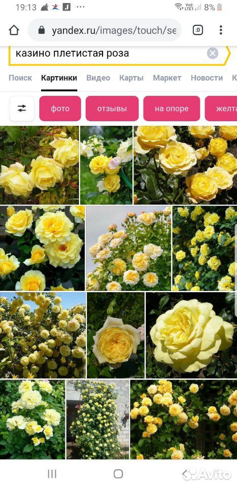 Розы Плетистые 3 сорта купить на Зозу.ру - фотография № 2