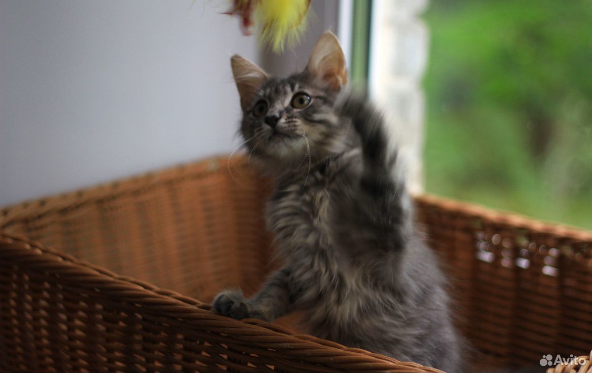 Котенок, дымчатый, пушистый, девочка, 3 месяца купить на Зозу.ру - фотография № 6