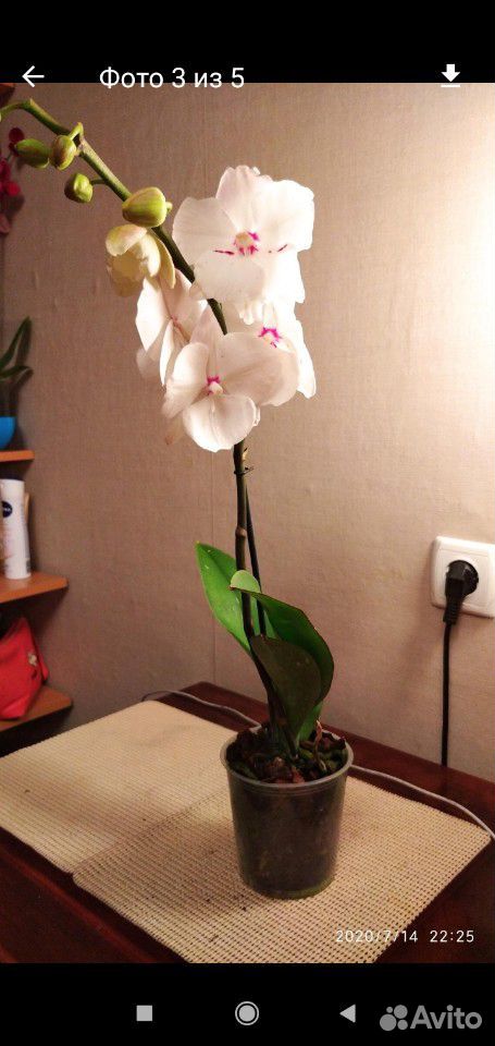 Орхидея фаленопсис биг лип купить на Зозу.ру - фотография № 3